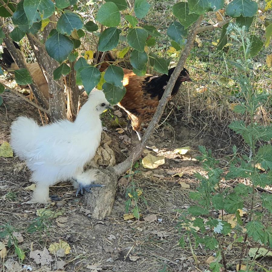 Appartamento Figuets 3 Chateauneuf-de-Galaure Esterno foto